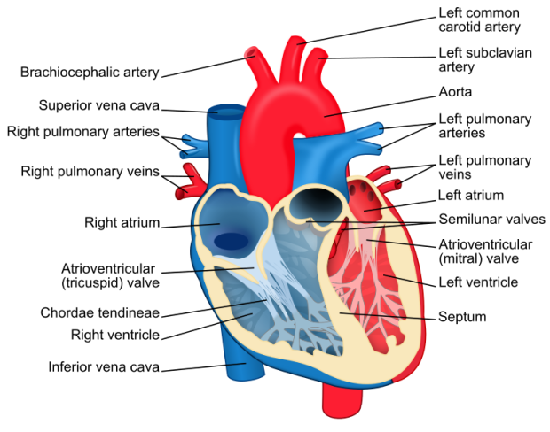Heart_diagram-en.svg